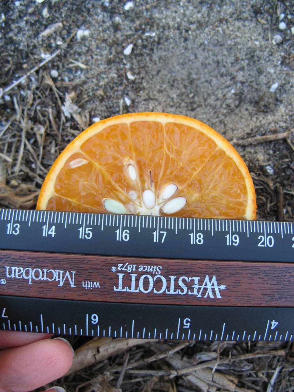              Fruit cross-section (Winter Haven, FL)       